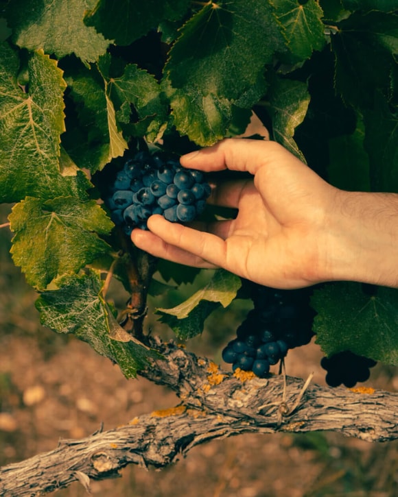 Veuve Clicquot vineyard Veuve Clicquot vineyard